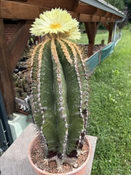 Preview: Astrophytum ornatum